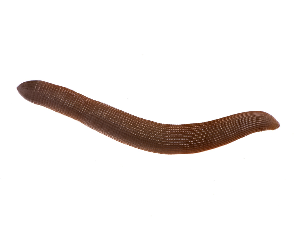 Sipunculus nudus - Ejemplar individual de tita palangre