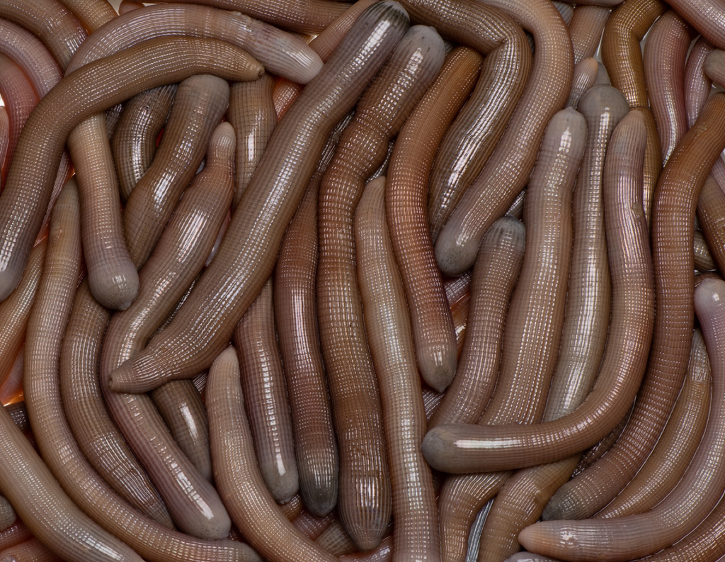 Sipunculus nudus - Grupo de ejemplares de tita palangre