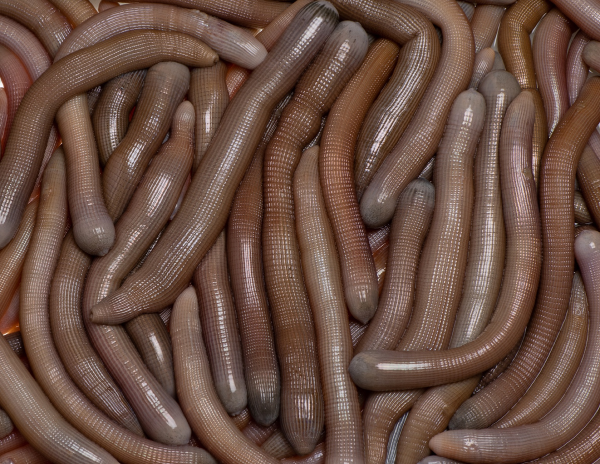 Sipunculus nudus - Grupo de ejemplares de tita palangre