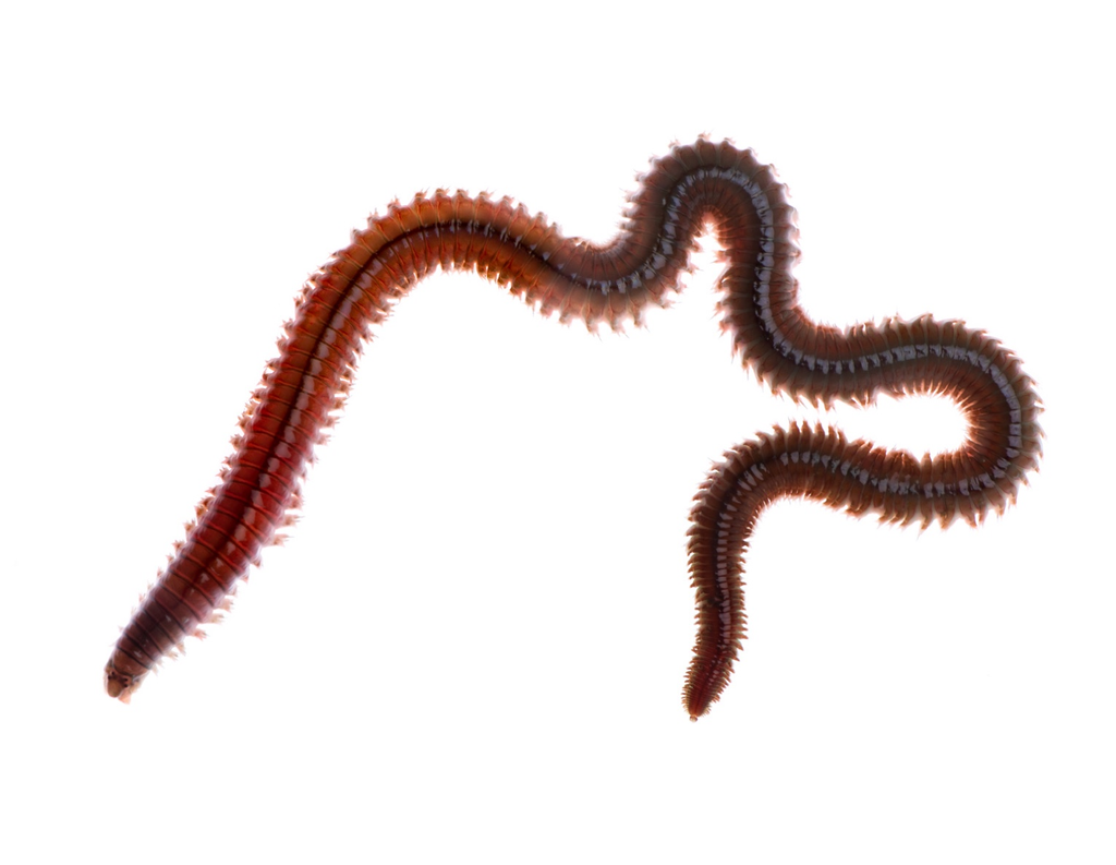 Lombriz coreana Nereis aibuhitensis