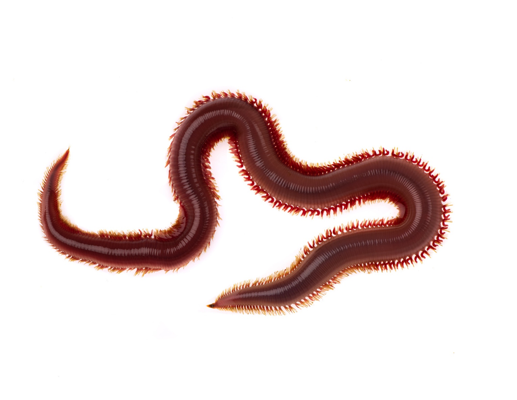 Glycera Dibranchiata - Ejemplar individual de americano extra XL