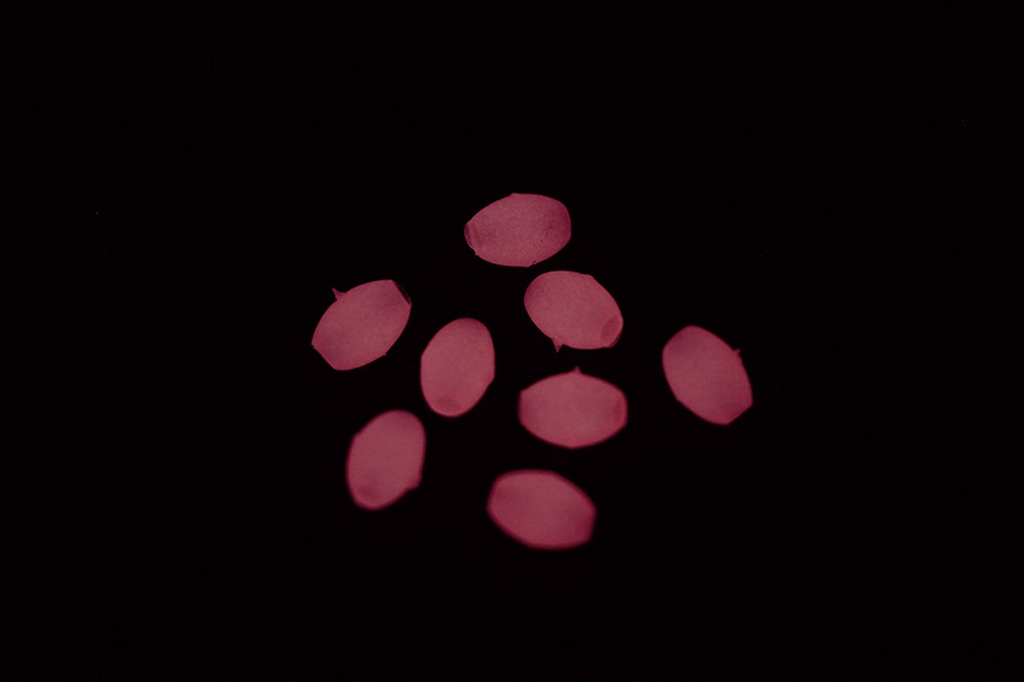 Perlitas blandas VERCELLI OVAL LUM BVPS1 rosa - efecto luminoso