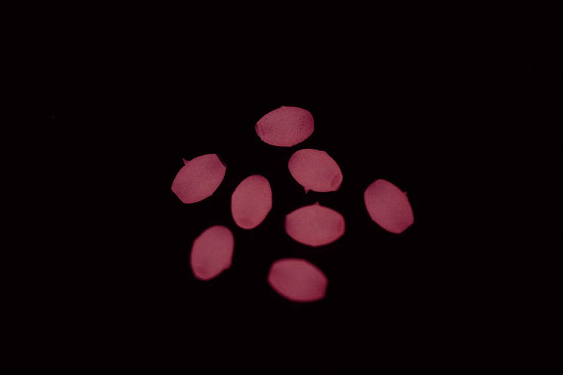 Perlitas blandas VERCELLI OVAL LUM BVPS1 rosa - efecto luminoso